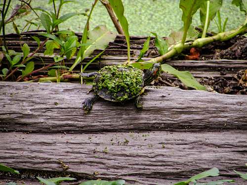 grassy island turtle on tree animal